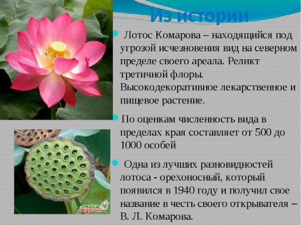 Лотос Комарова описание