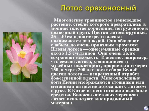 Лотос орехоносный красная книга описание