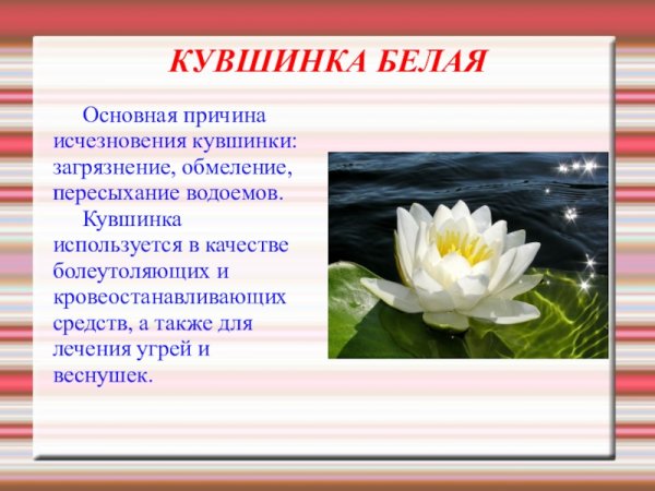 Растения красной книги кувшинка белая