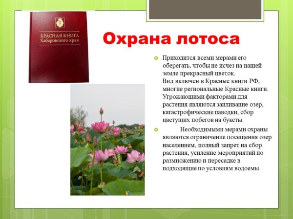 Лотос занесен в красную книгу