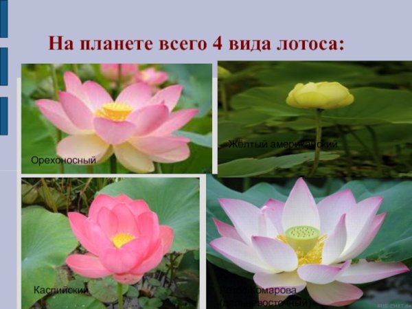 Лотос красная книга