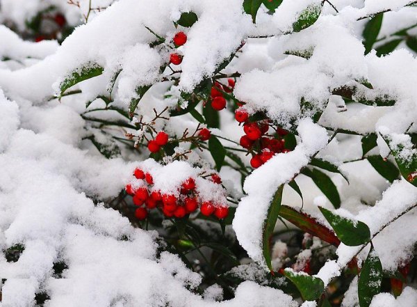 Декабрь снег