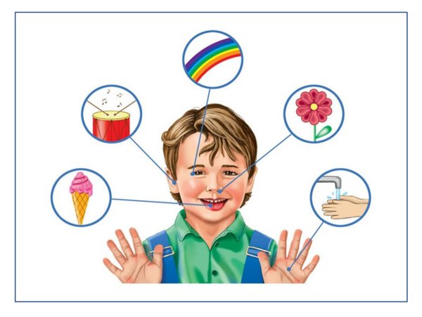 Органы чувств