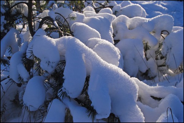 Растения под снежным покрывалом