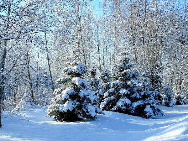 Лесная красавица зима