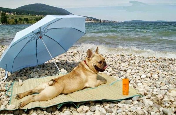 Собака загорает на пляже
