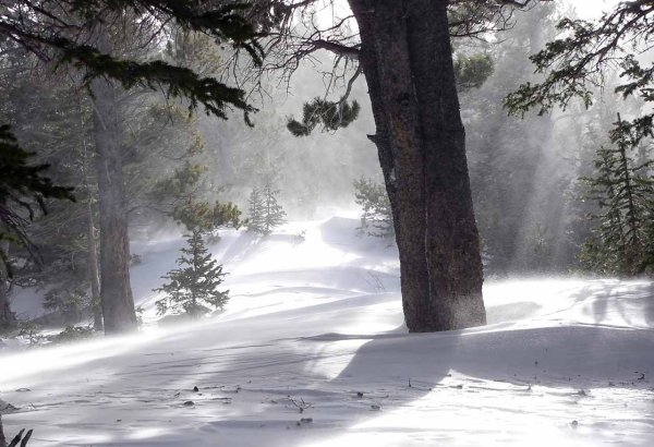 Метель в лесу