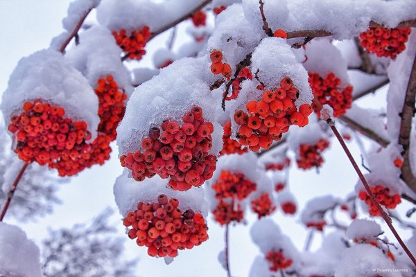 Рябина зимой