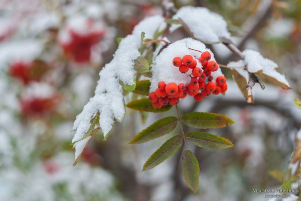 Рябина в снегу