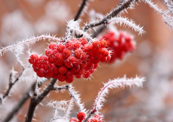 Зимняя рябина