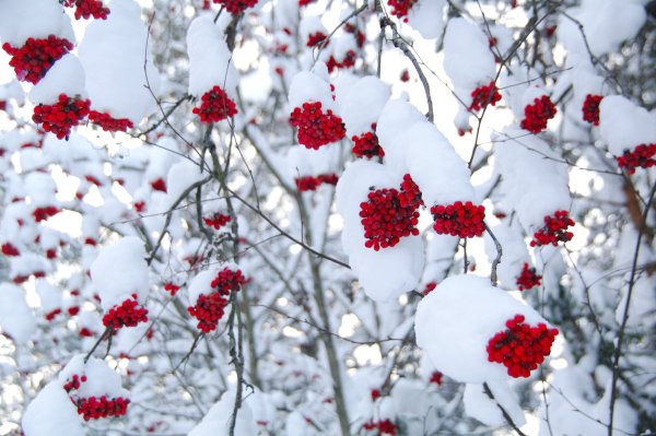 Рябина в снегу