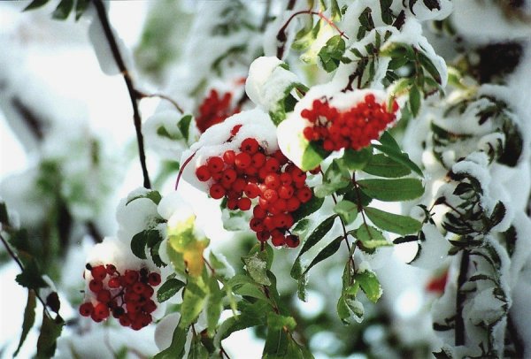 Рябина Пендула зимой