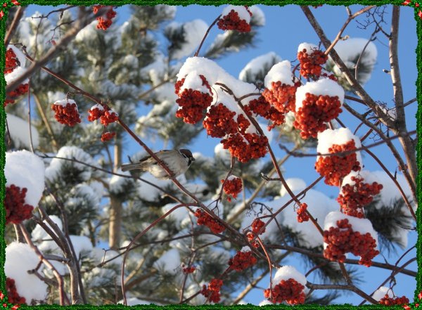 Красивый зимний пейзаж с рябиной