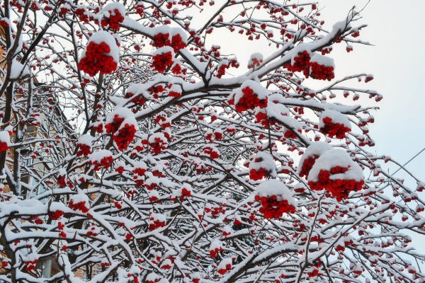 Дерево рябина в снегу