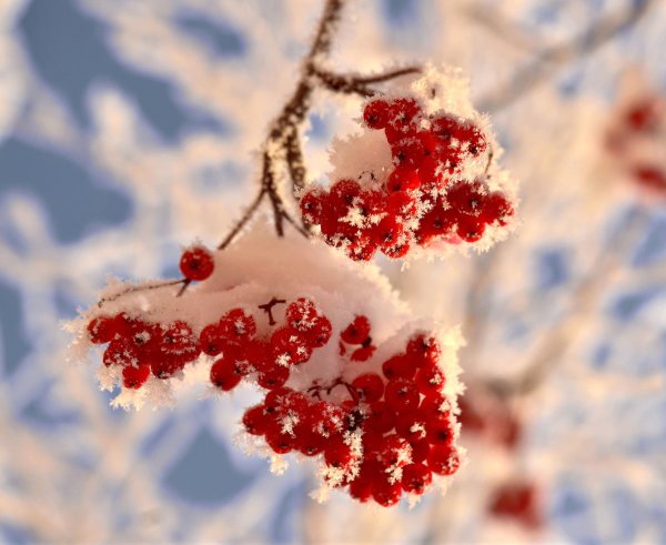 Рябина в снегу