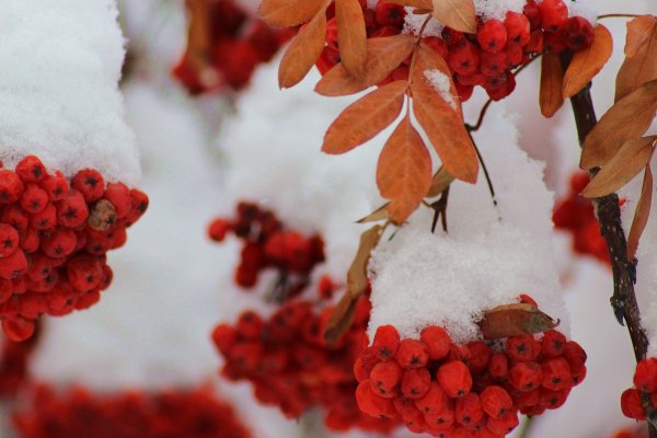 Зимняя рябина