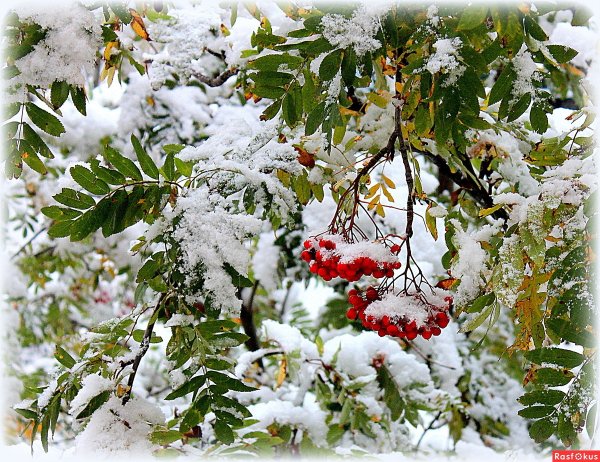 Заснеженная рябина