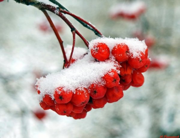 Ветка рябины в снегу