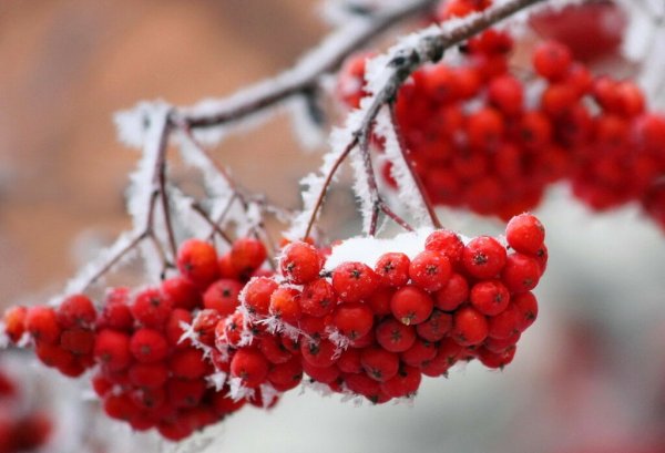 Рябина зимой