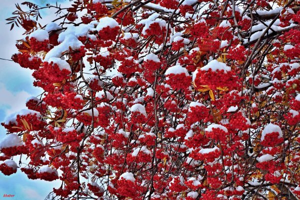 Рябина зимой