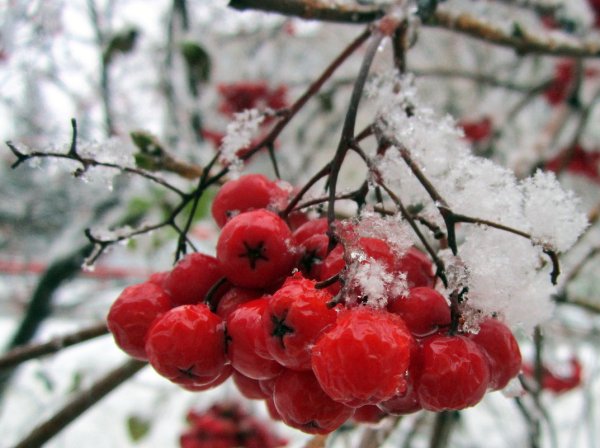 Снежная рябина