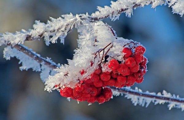 Ветка рябины в снегу