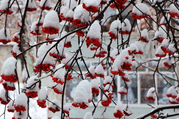 Калина в зимнем саду