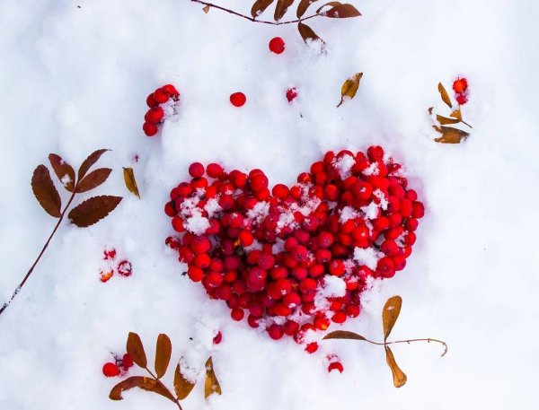 Рябина в снегу