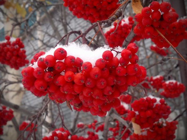 Яркие гроздья рябины