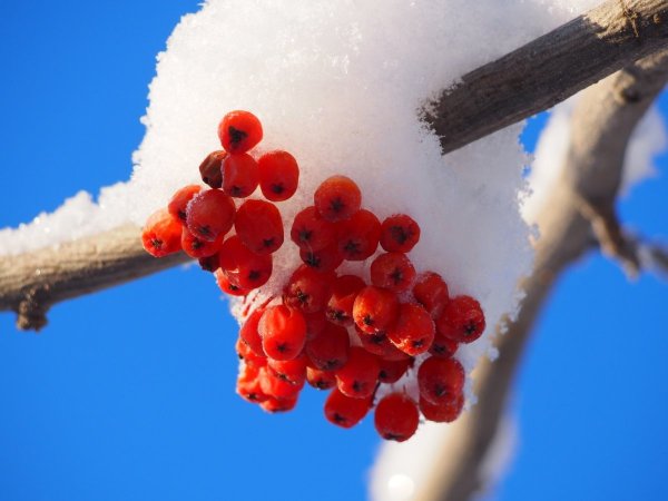 Зимняя веточка рябины