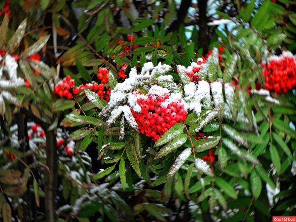 Рябина кустарник