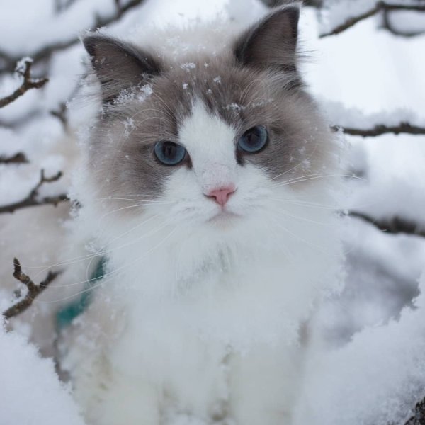 Снежный котенок