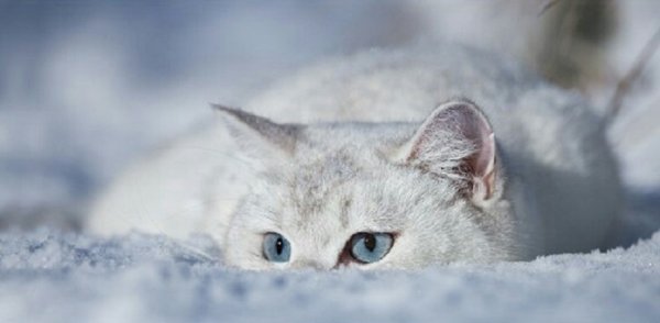 Котята зимой