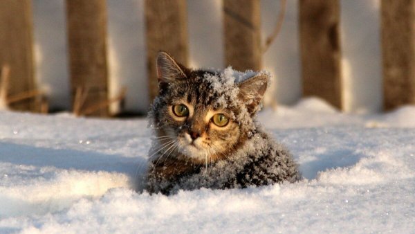 Котенок в сугробе