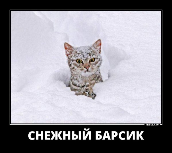 Смешной снежный Барсик