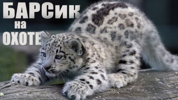 Снежный Барсик