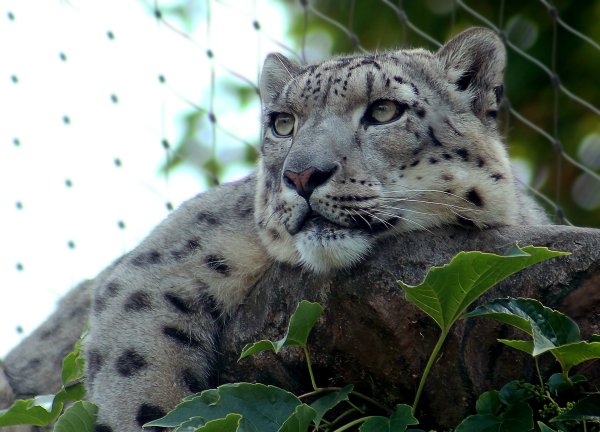 Убсунурская котловина снежный Барс