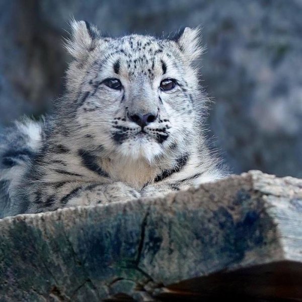 Снежный Барсик котенок