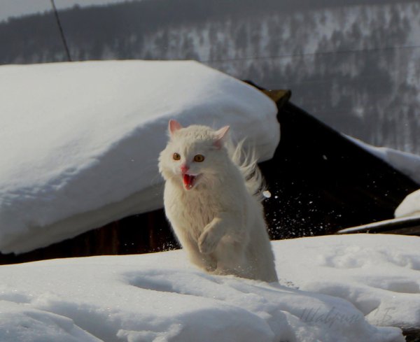 Сергей Барсик