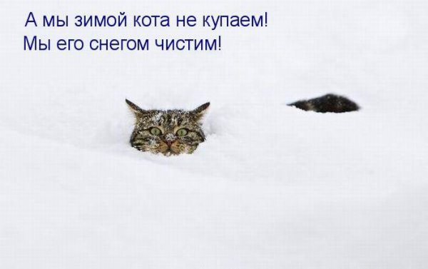 За мной хвост