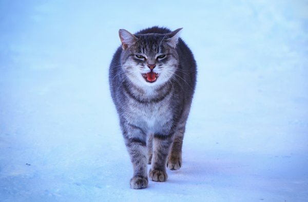 Снежный Барсик кот