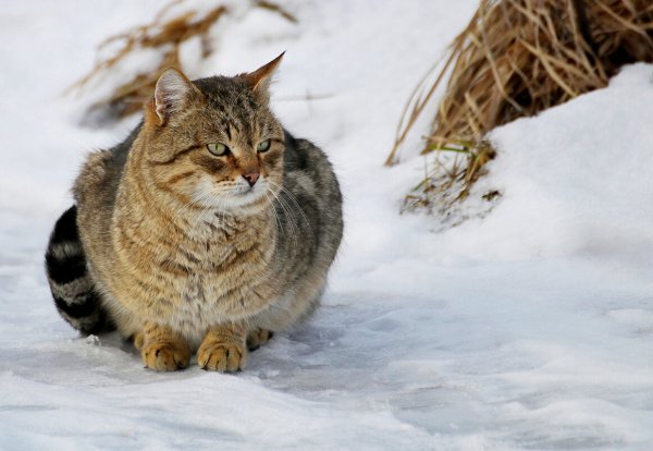 Снежный Барсик