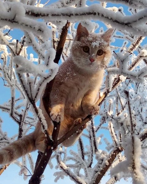 Снежный Барсик фотографии