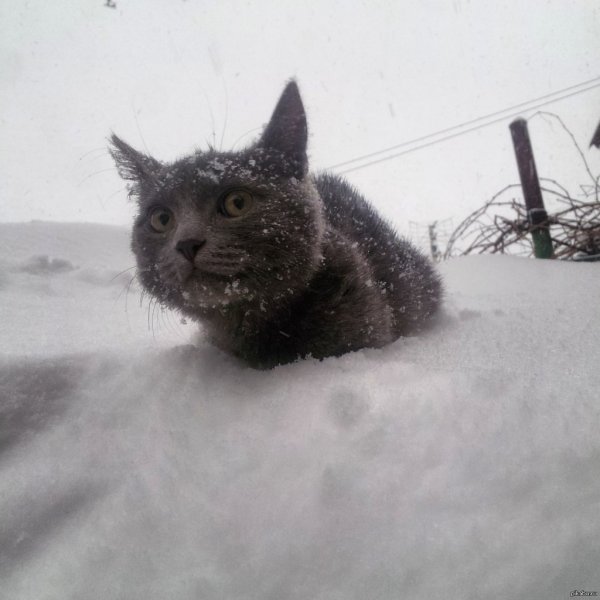 Снежный Барсик кот