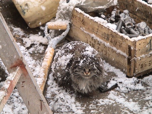 Снежный Барсик кот