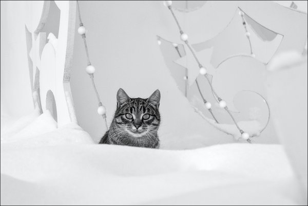 Фотографию снежного Барсика