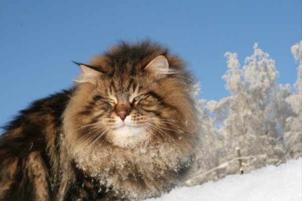 Сибирский Таежный кот
