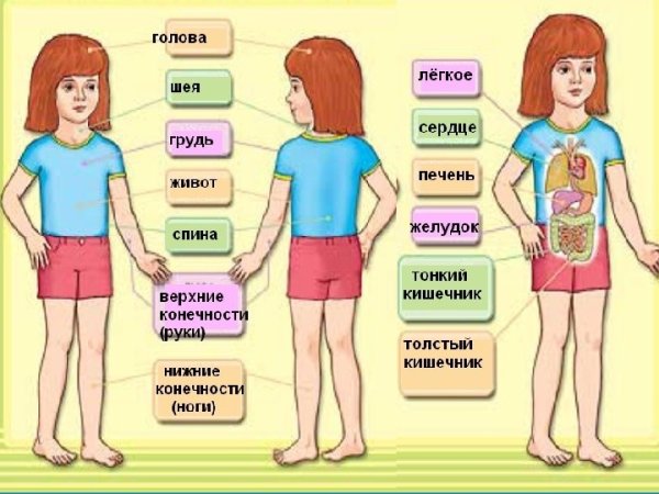 Окружающий мир тело человека