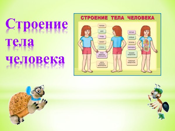 Тело человека для презентации