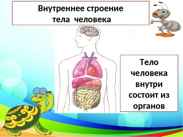 Внутреннее строение тела человека